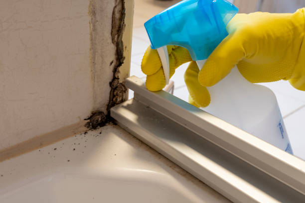 Best Crawl Space Mold Remediation in Caseyvle, IL